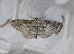 Willow Beauty (Peribatodes rhomboidaria)