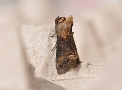 Brungult neslefly (Abrostola triplasia)