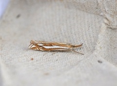 Scarce Grass-veneer (Crambus pratella)