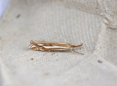 Tannebbmott (Crambus pratella)