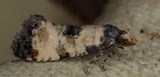 Svevepraktvikler (Cochylis dubitana)