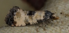 Svevepraktvikler (Cochylis dubitana)