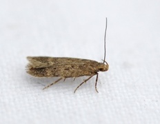 Bryotropha senectella