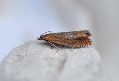 Red Piercer (Lathronympha strigana)