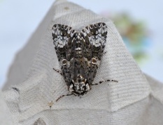 The Coronet (Craniophora ligustri)