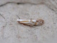 Downland Argent (Argyresthia abdominalis)
