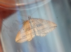 Oblique Carpet (Orthonama vittata)