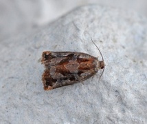Pine Tortrix (Archips oporana)