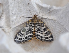 Spotted Beauty (Arichanna melanaria)