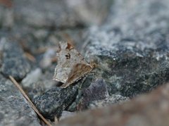 Peacock Moth (Macaria notata)