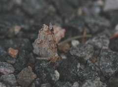 Peacock Moth (Macaria notata)