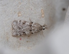 Large Grey (Scoparia subfusca)
