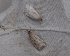 Marsh Grey (Eudonia pallida)