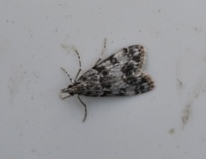 Little Grey (Eudonia lacustrata)