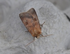 Fen Square-spot (Diarsia florida)