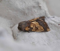 Frosted Orange (Gortyna flavago)