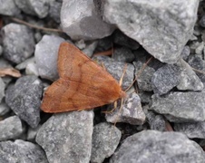 Rødt høstfly (Agrochola helvola)