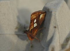 Langstreket metallfly (Plusia festucae)