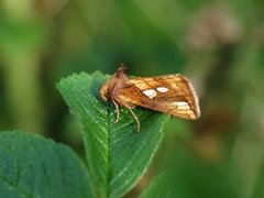 Langstreket metallfly (Plusia festucae)