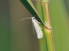 Bird-cherry Ermine (Yponomeuta evonymella)