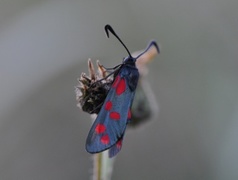Six-spot Burnet (Zygaena filipendulae)