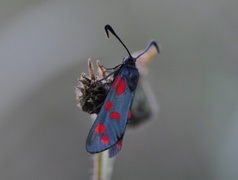 Seksflekket bloddråpesvermer (Zygaena filipendulae)