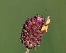 Blodtoppraktvikler (Eupoecilia sanguisorbana)