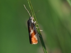 Rødflekket kveldvikler (Epinotia cruciana)