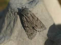 Grey Dagger (Acronicta psi)
