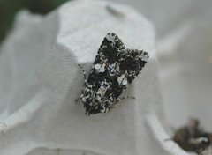 Marbled Coronet (Hadena confusa)