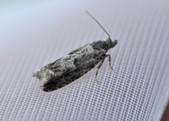 White-blotch Bell (Epinotia trigonella)