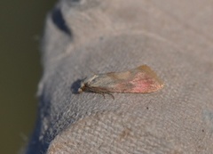 Gold-fringed Conch (Cochylis flaviciliana)