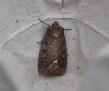 Bright-line Brown-eye (Lacanobia oleracea)
