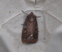 Hagelundfly (Lacanobia oleracea)