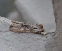 Brunt kappefly (Lithophane socia)