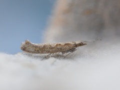 Diamond-back Moth (Plutella xylostella)