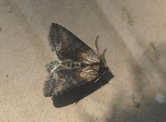 Brungult neslefly (Abrostola triplasia)