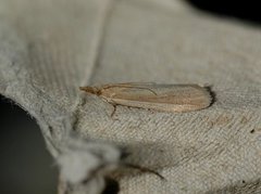 Sandhill Knot-horn (Anerastia lotella)