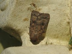 Mottled Rustic (Caradrina morpheus)