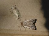 Kommagressfly (Leucania comma)