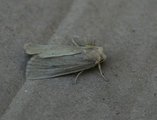 Marehalmfly (Longalatedes elymi)