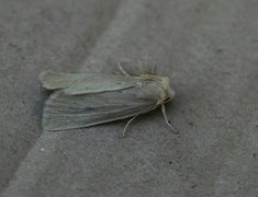 Lyme Grass (Longalatedes elymi)