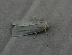 Marehalmfly (Longalatedes elymi)