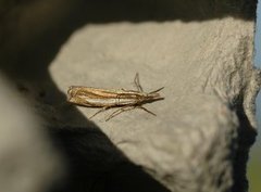 Grass-veneer (Crambus pascuella)