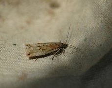 Rush Marble (Bactra lancealana)