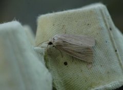 Lyme Grass (Longalatedes elymi)