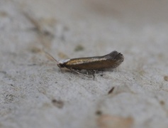 Bronze Argent (Argyresthia arceuthina)