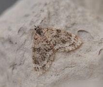 Yellow-barred Brindle (Acasis viretata)