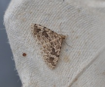 Many-plumed Moth (Alucita hexadactyla)