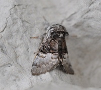 Nut-tree Tussock (Colocasia coryli)